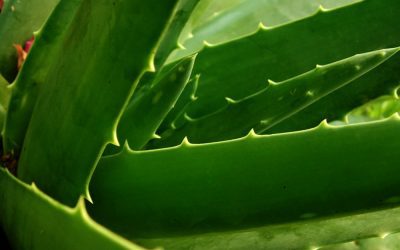 5 surprising uses of aloe to manage health