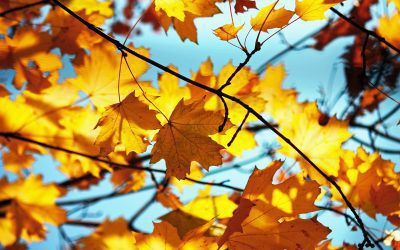 5 life hacks for fall wellness