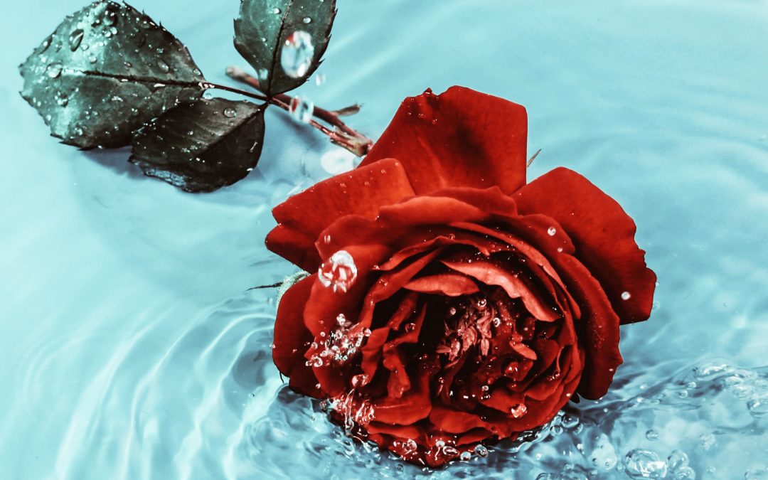 9 amazing things that make rose more than a pretty flower