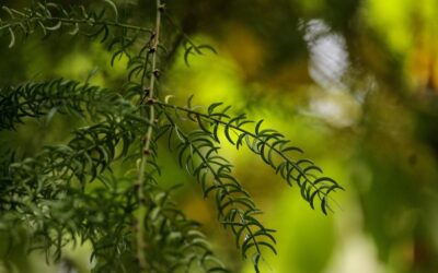 7 mind-blowing reasons you should know shatavari