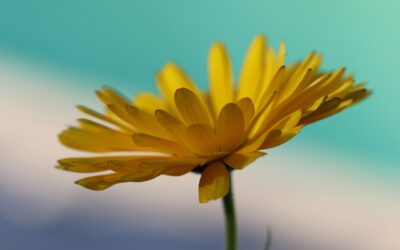 6 reasons to love calendula for skin health and beyond