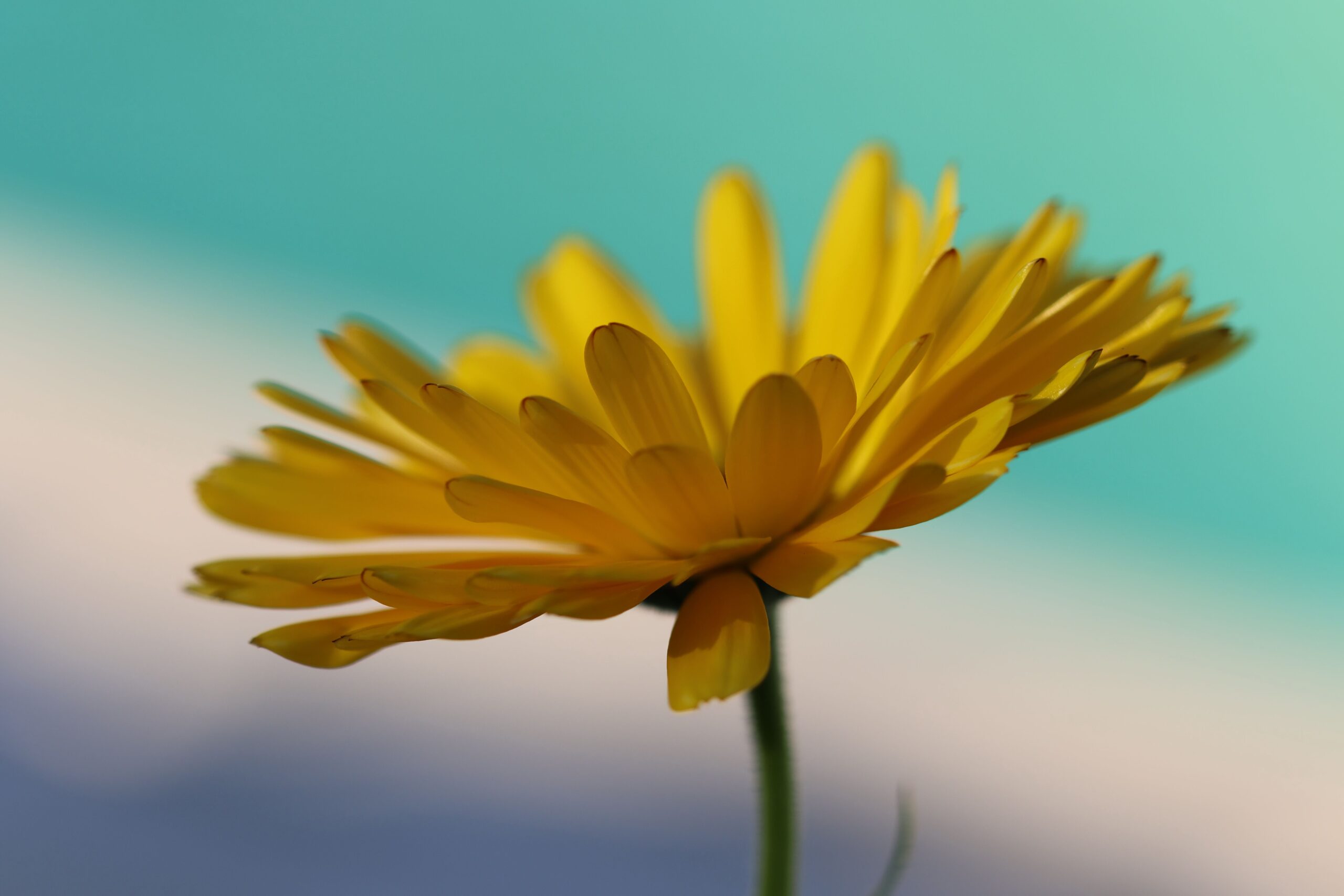 Calendula Red Pantz blog Calendula for Red Pantz blog from Pexels arnaud